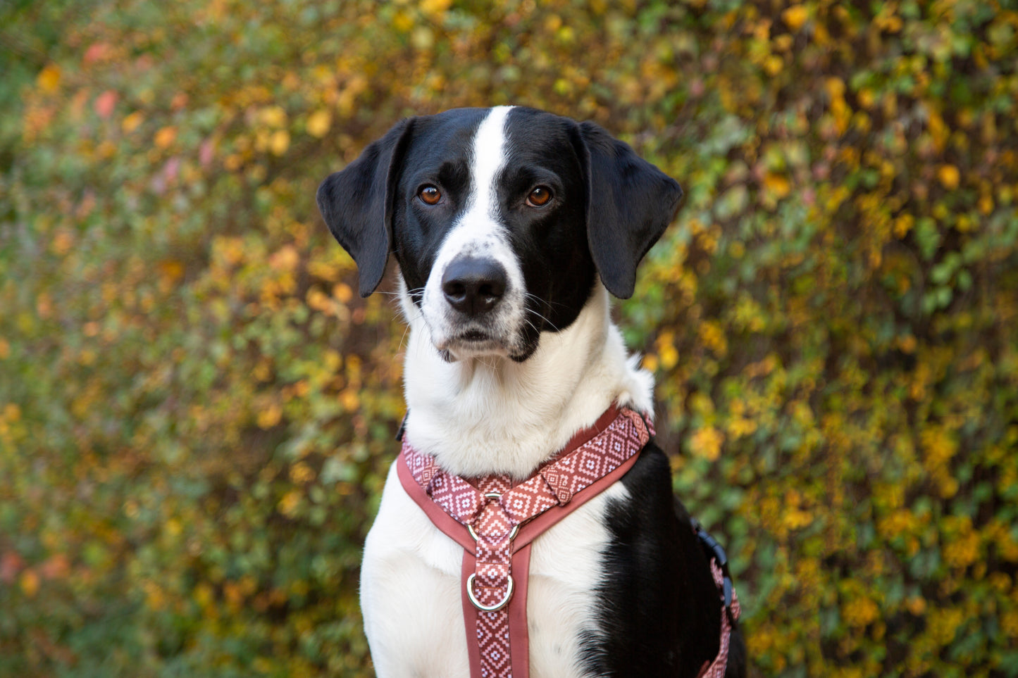 Y-Geschirr / Brustgeschirr braun rostrot gemustert