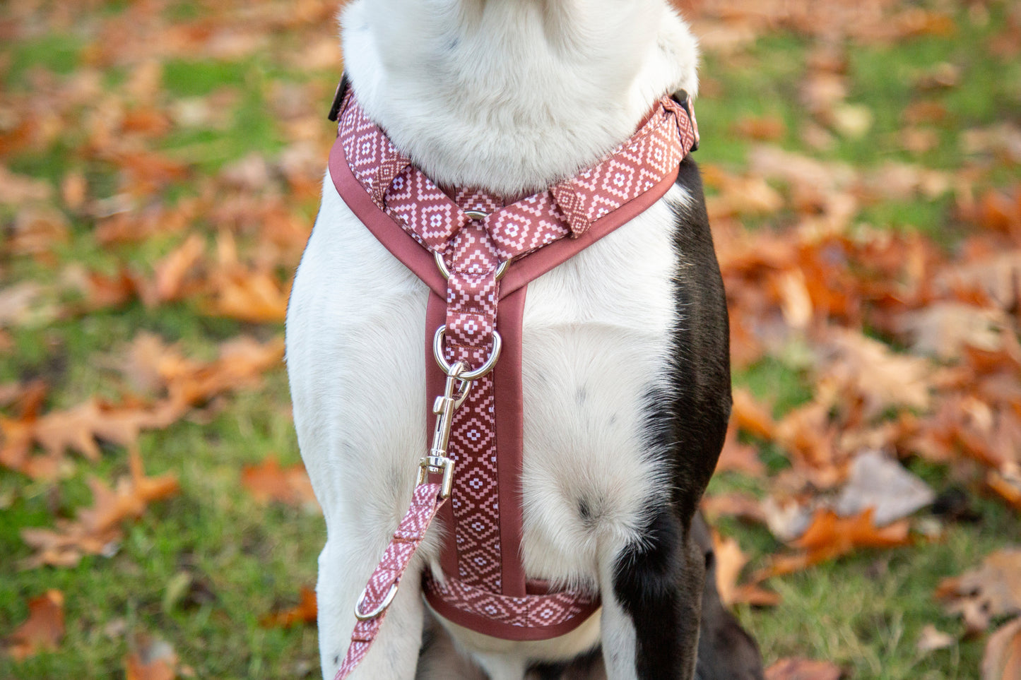 Y-Geschirr / Brustgeschirr braun rostrot gemustert