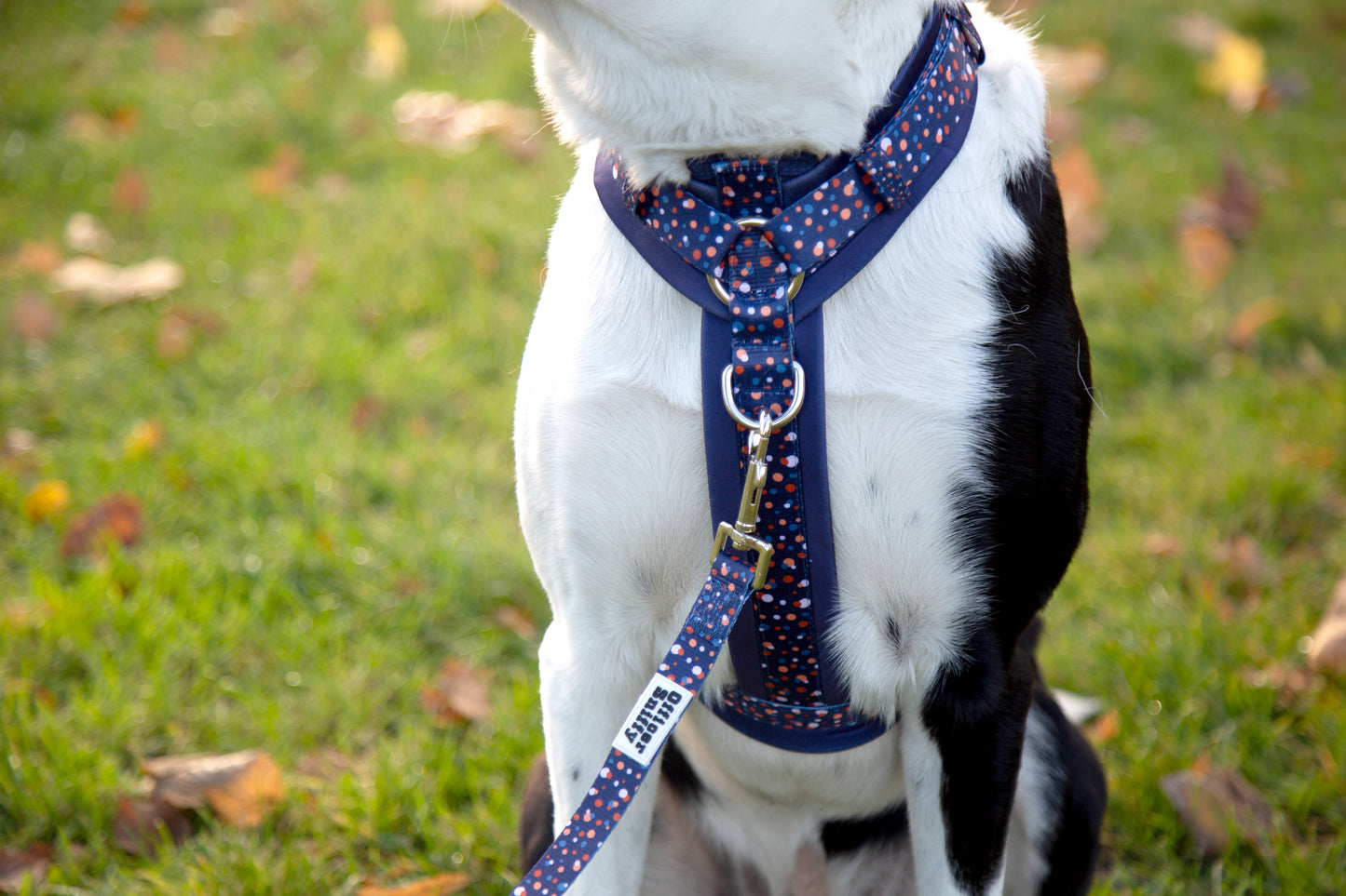 Leine blau gepunktet fest oder verstellbar