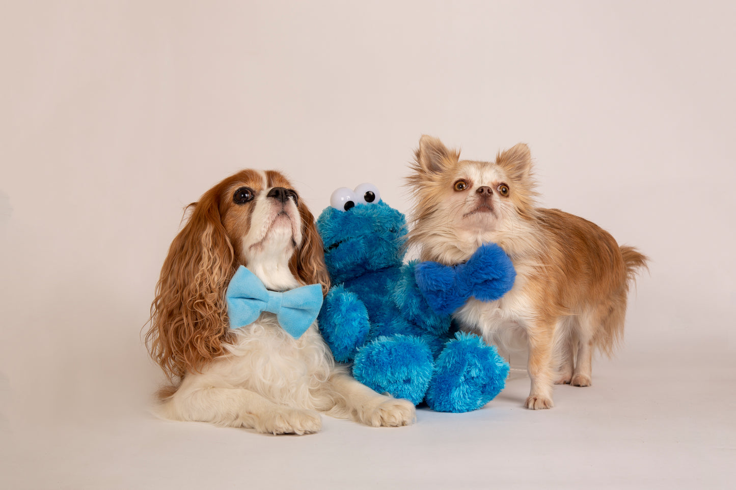 Halsband Plüsch blau