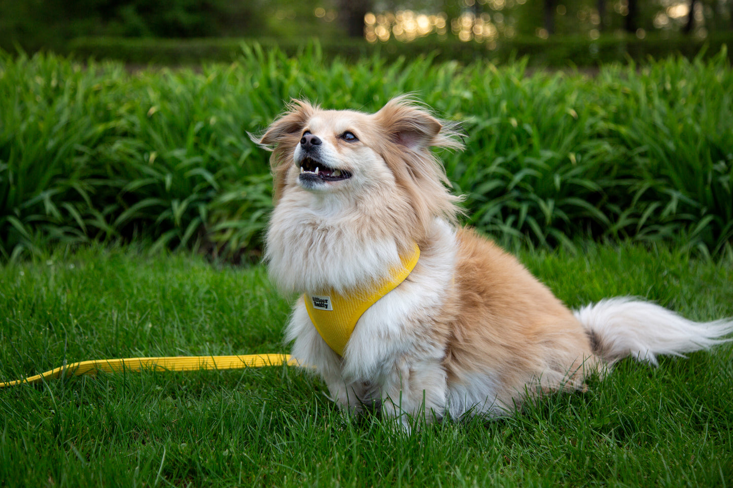 Brustgeschirr Cord gelb