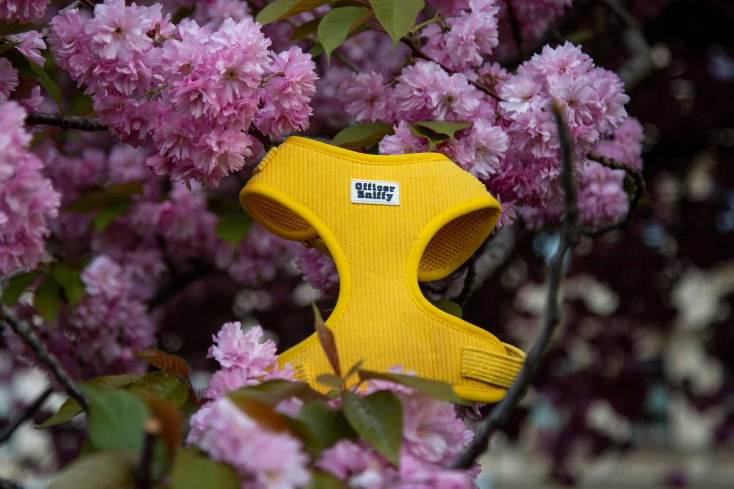 Brustgeschirr Cord gelb