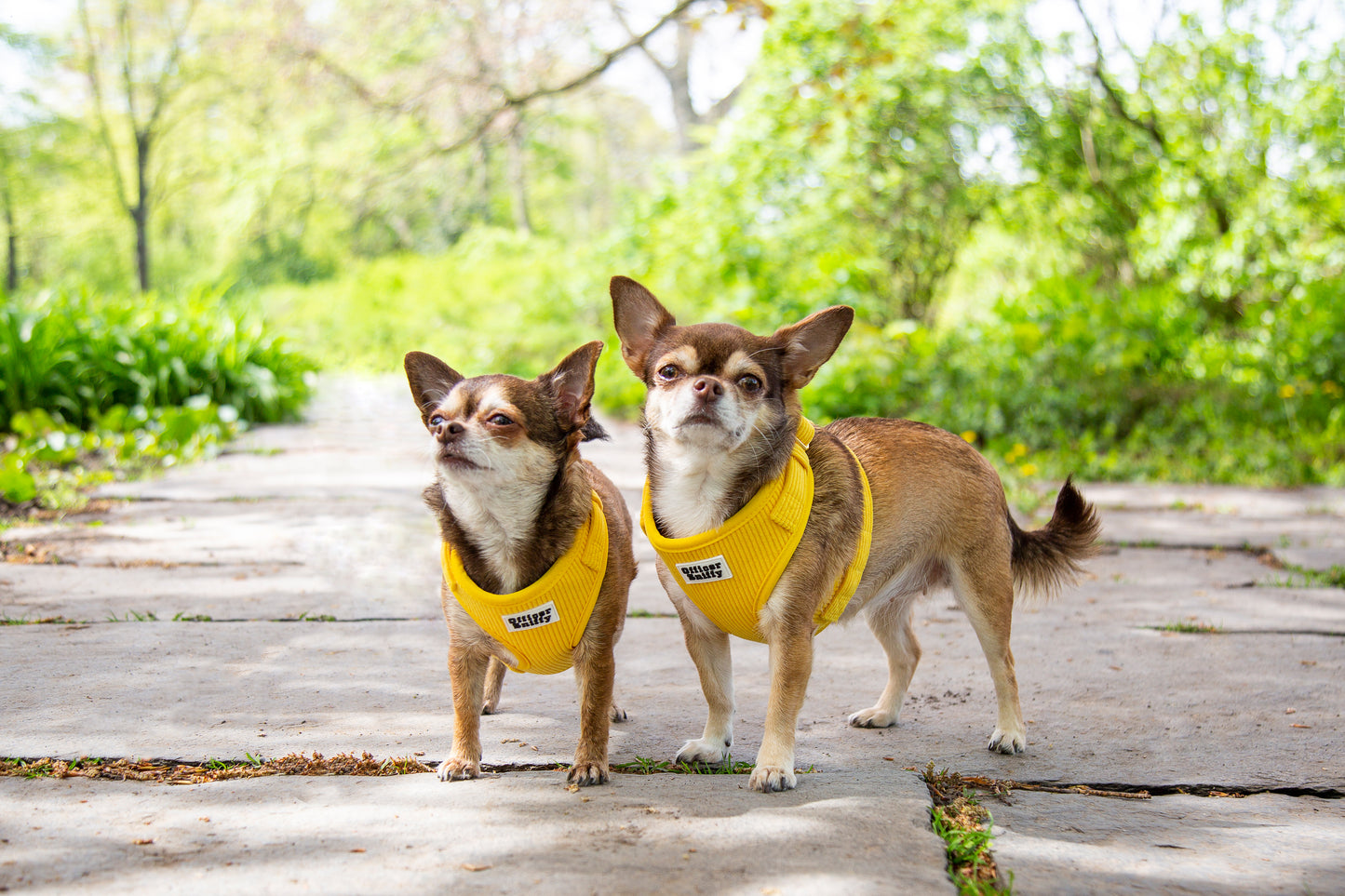 Brustgeschirr Cord gelb