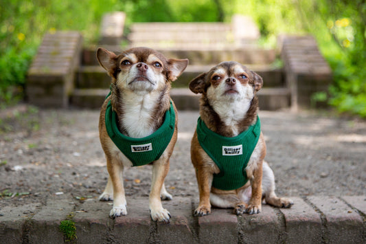 Hundebrustgeschirr Cord grün