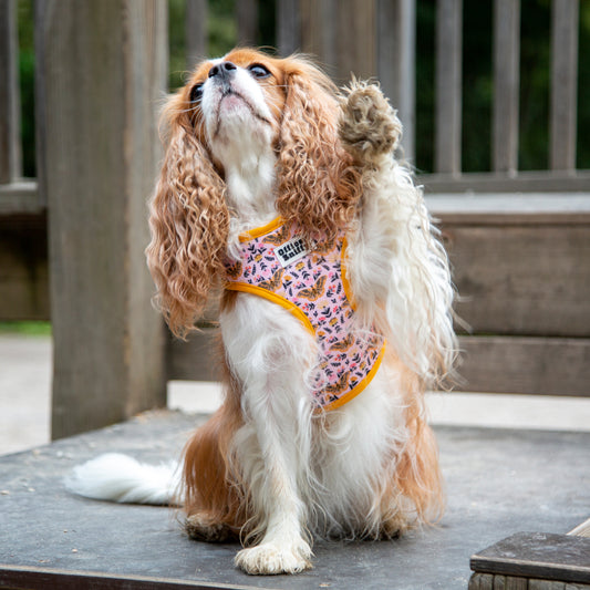 Hundebrustgeschirr gelb rosa Schmetterling