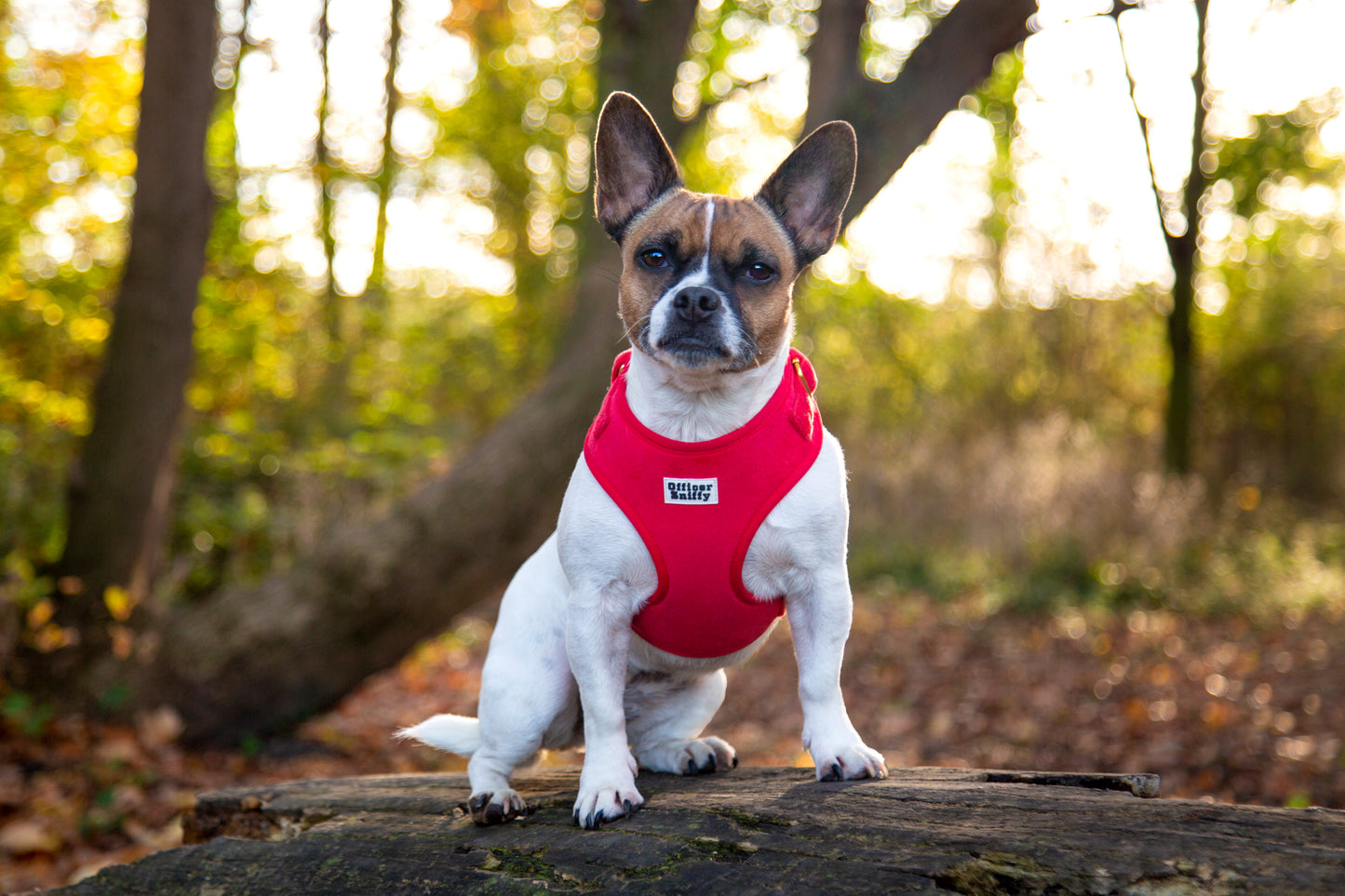 Brustgeschirr Samt rot