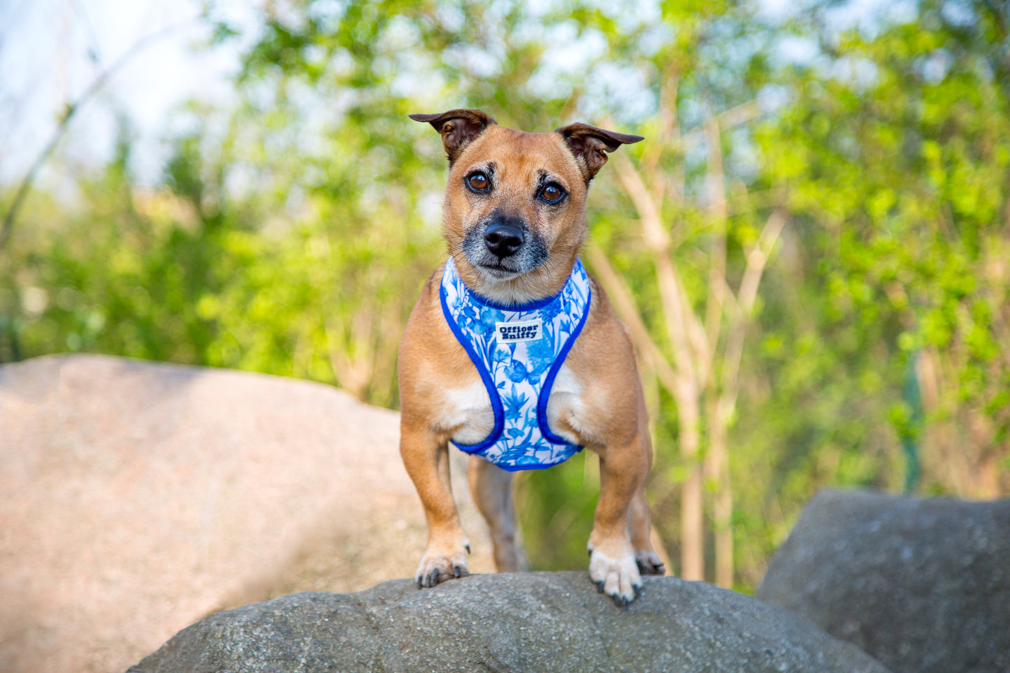 Brustgeschirr "Porzellan"