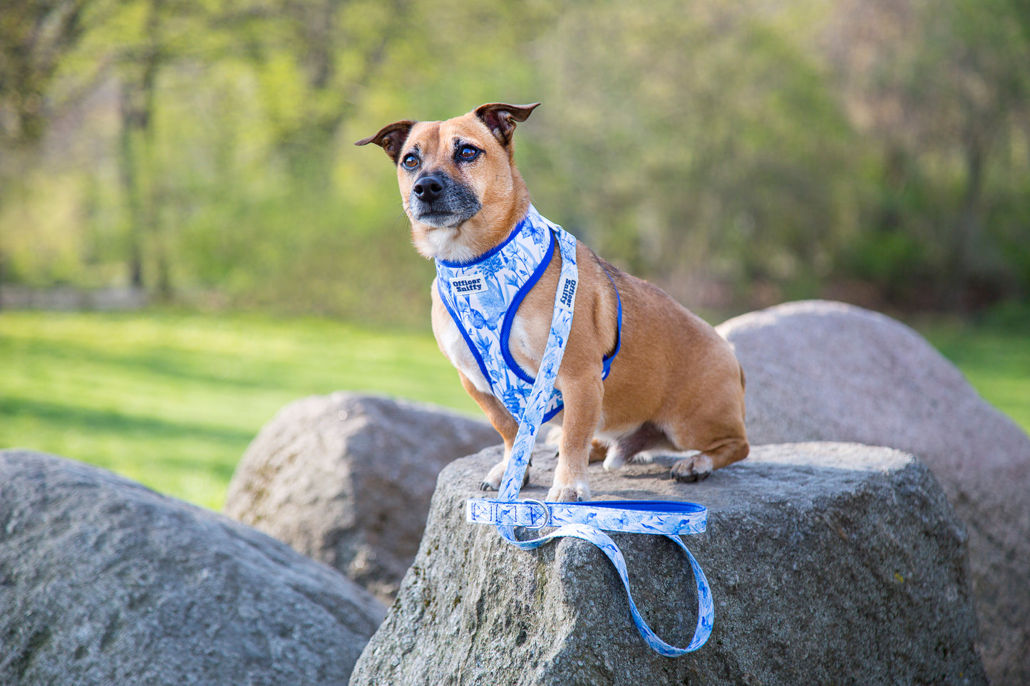 Brustgeschirr "Porzellan"