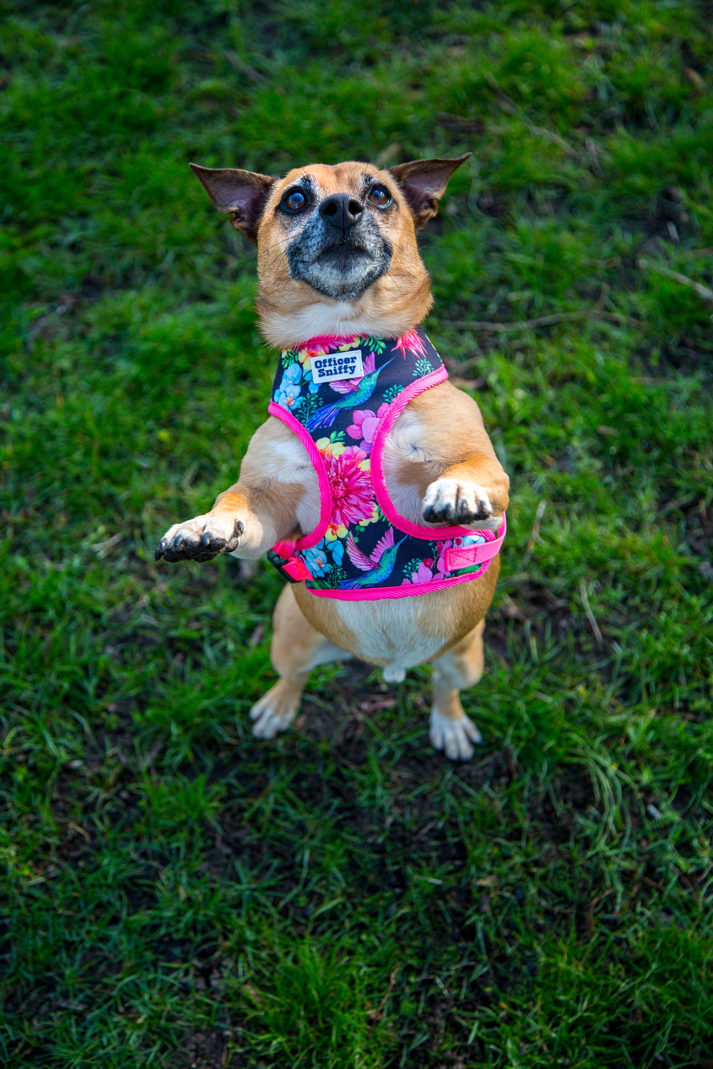 Brustgeschirr "Humming Jungle"