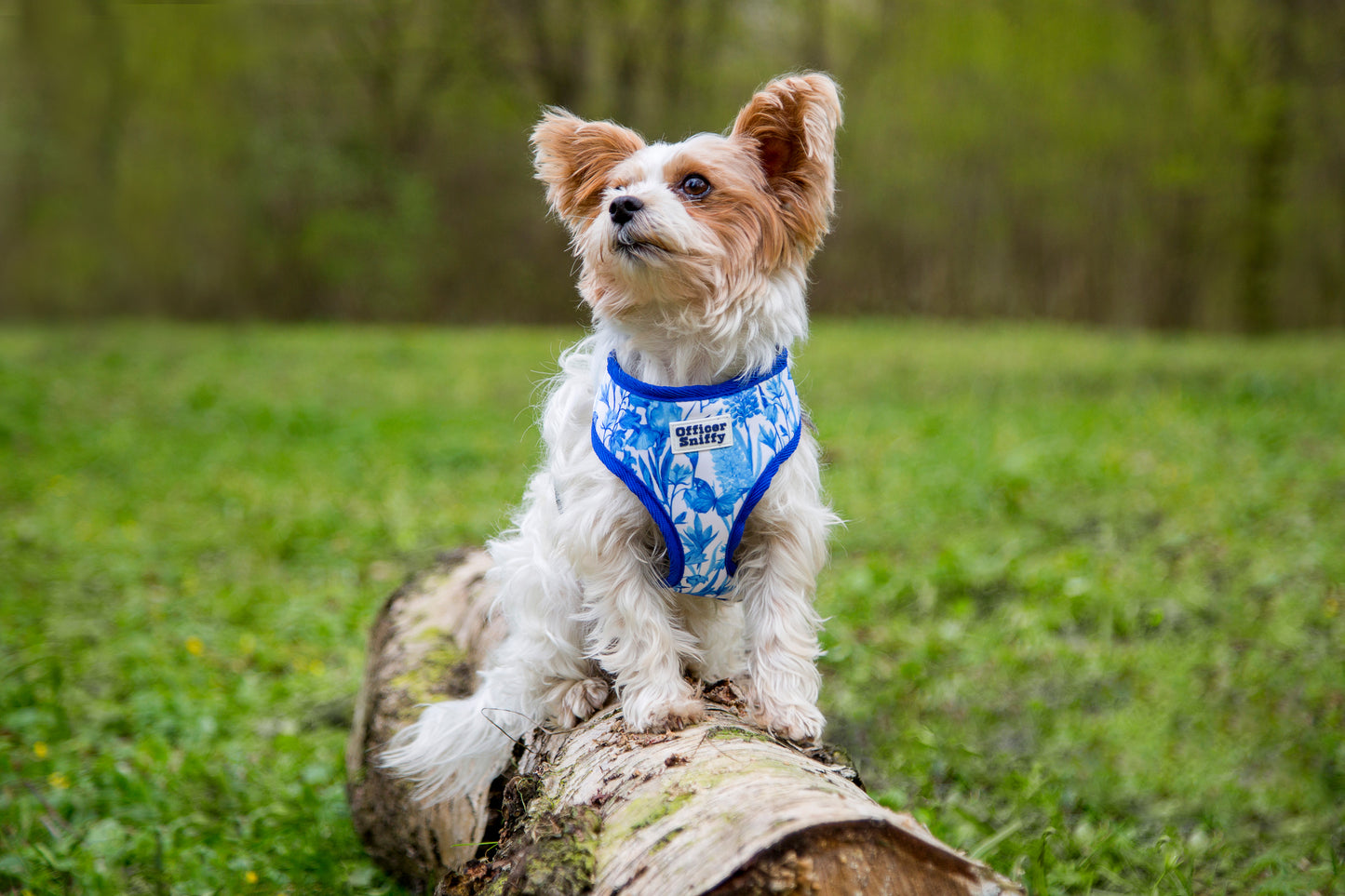 Brustgeschirr "Porzellan"