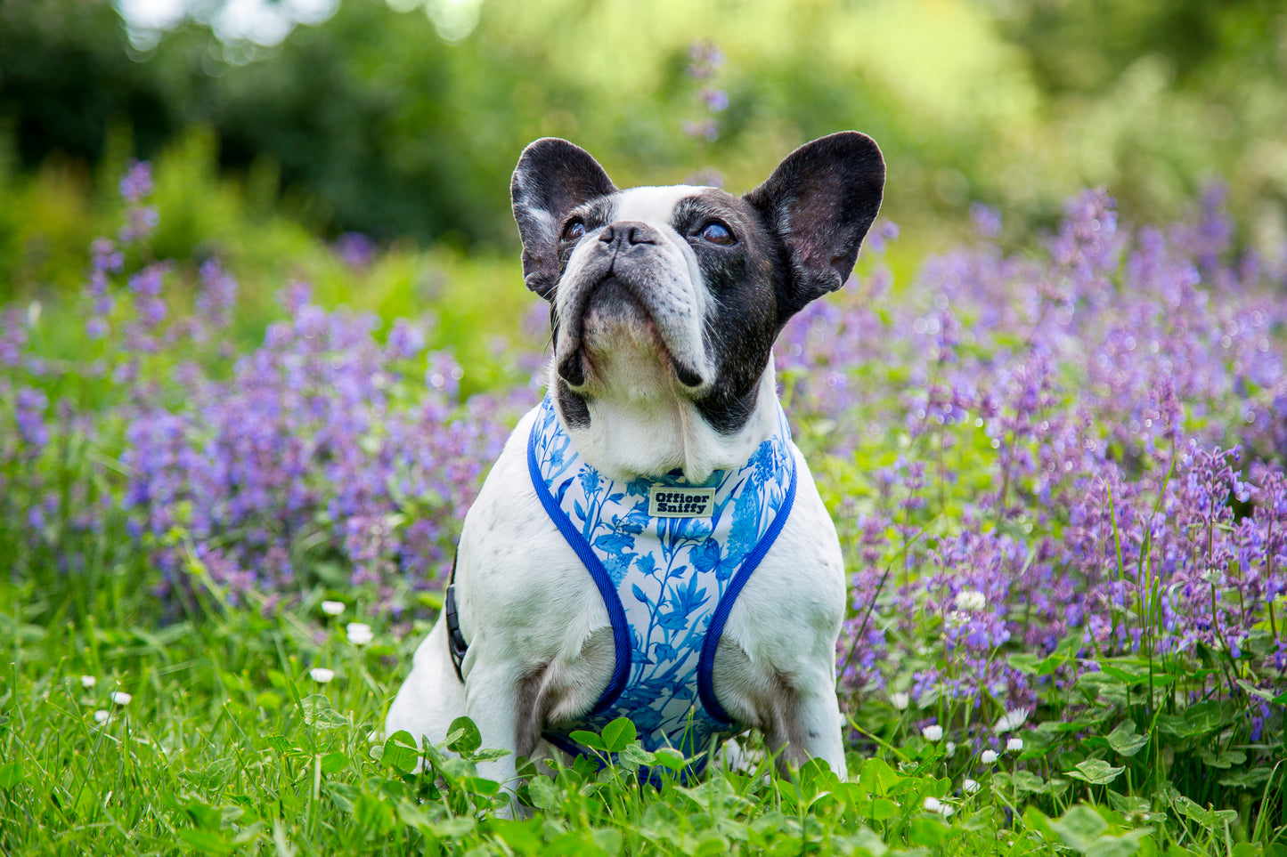 Brustgeschirr "Porzellan"