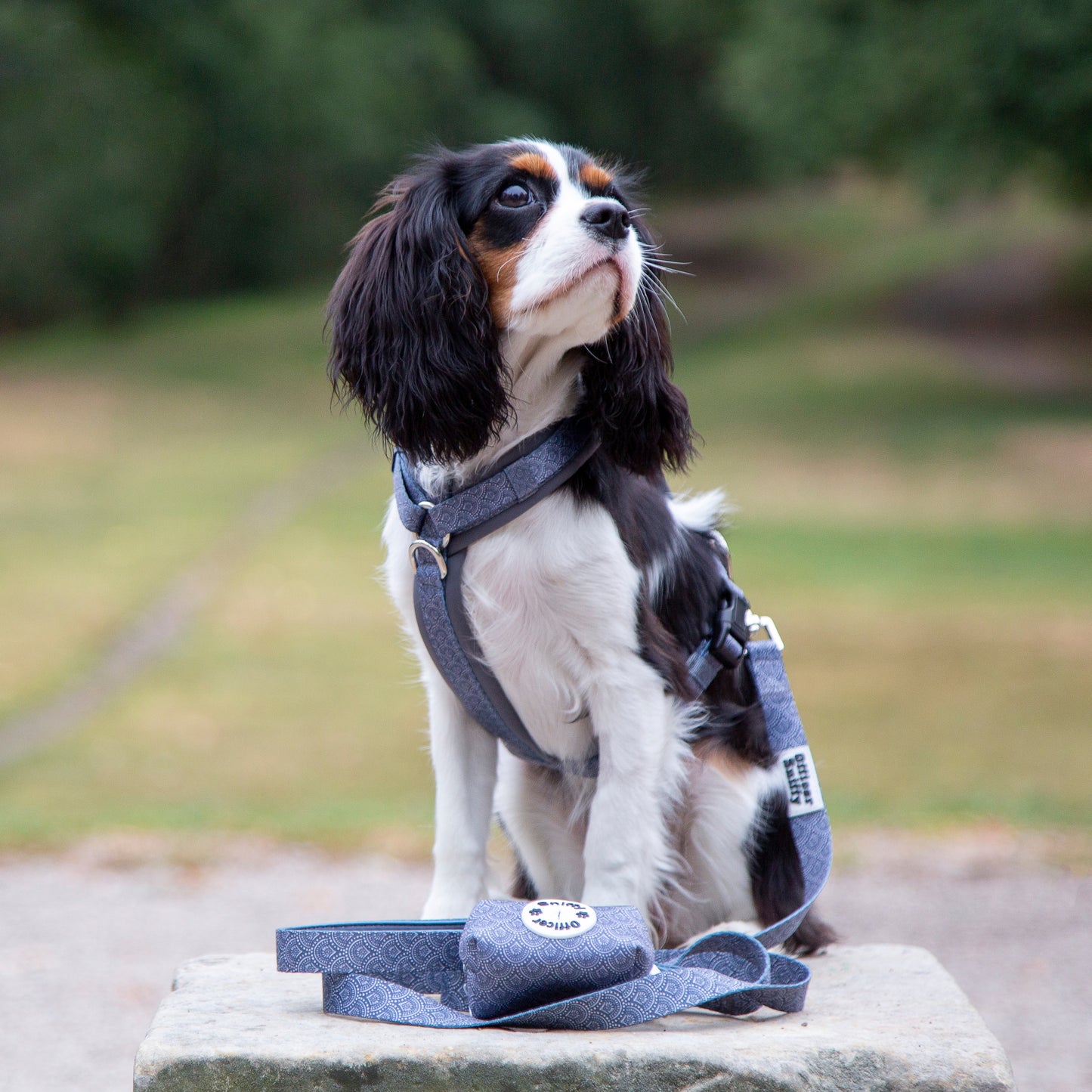 Y-Geschirr / Brustgeschirr grau gemustert