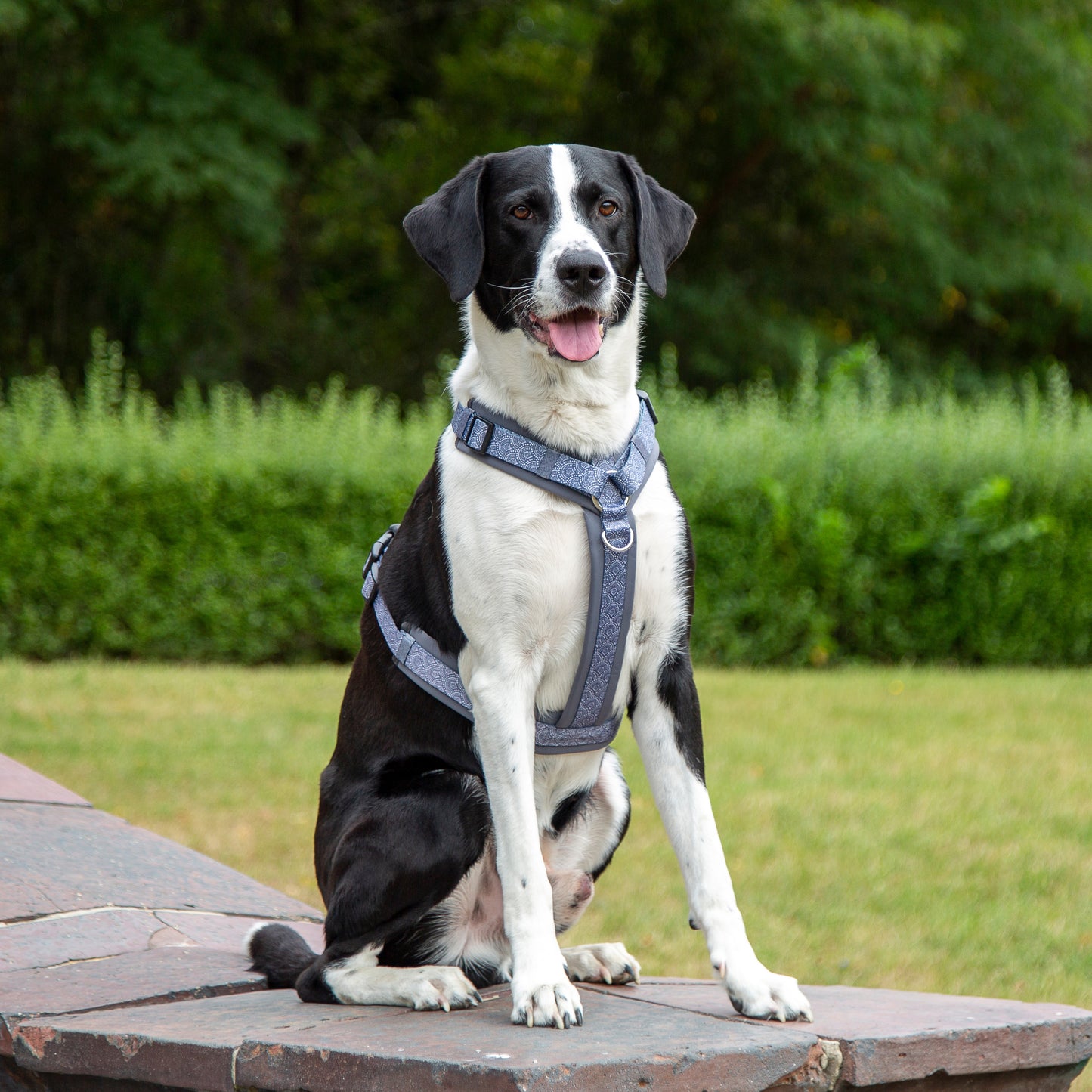 Y-Geschirr / Brustgeschirr grau gemustert