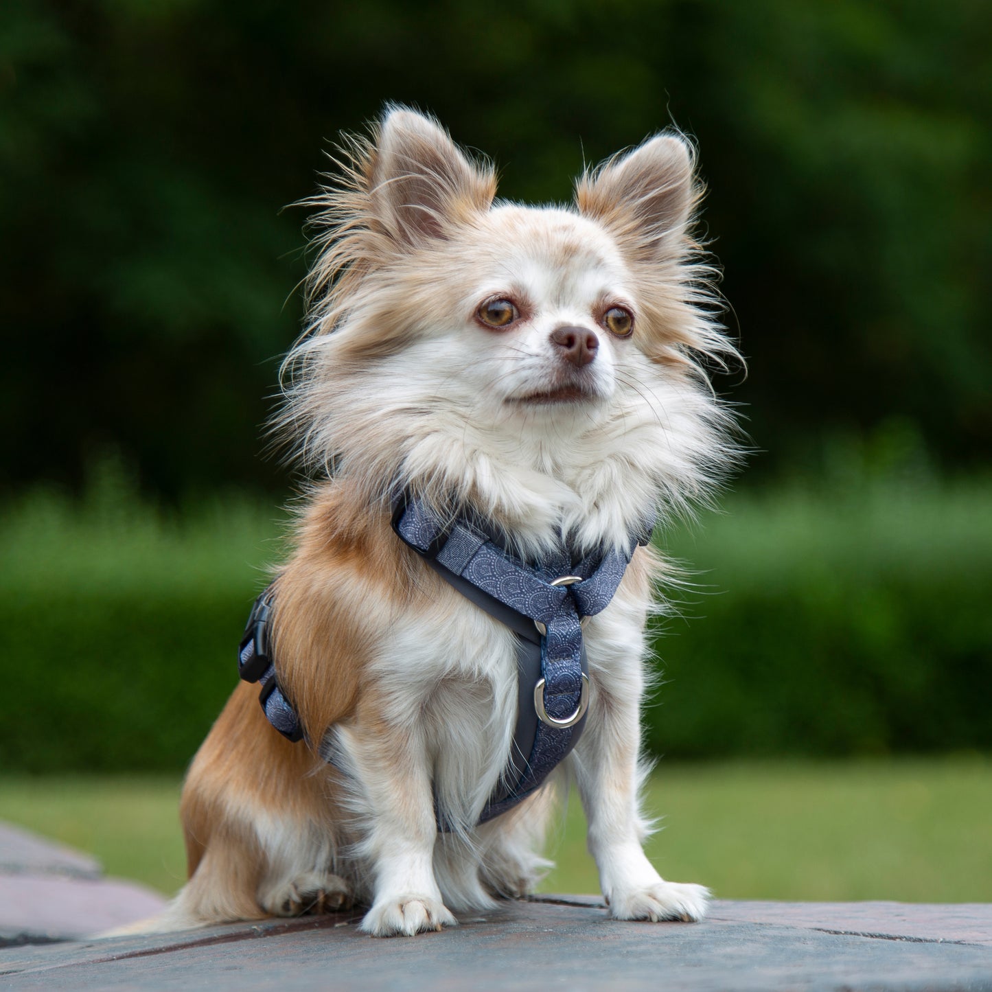 Y-Geschirr / Brustgeschirr grau gemustert