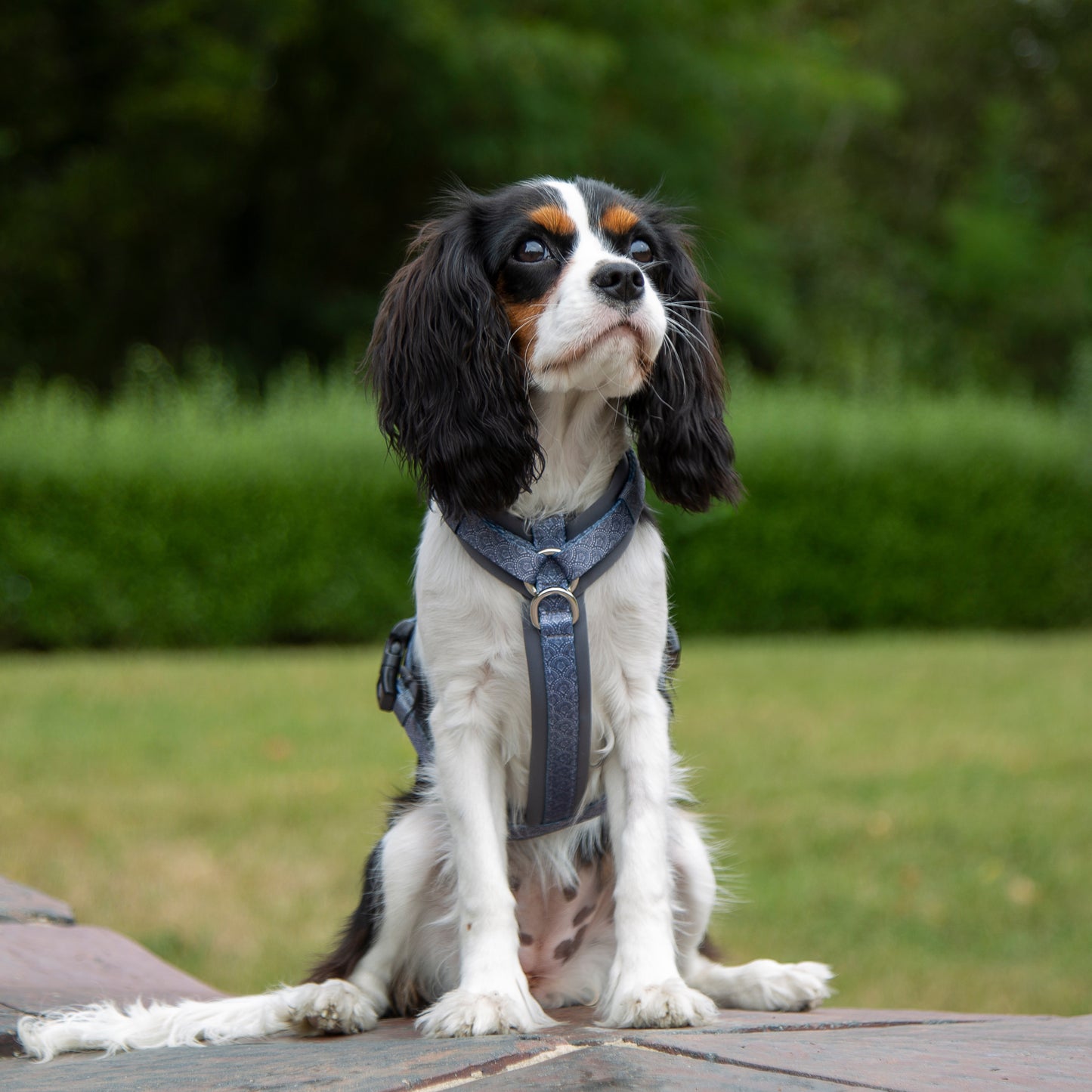 Y-Geschirr / Brustgeschirr grau gemustert