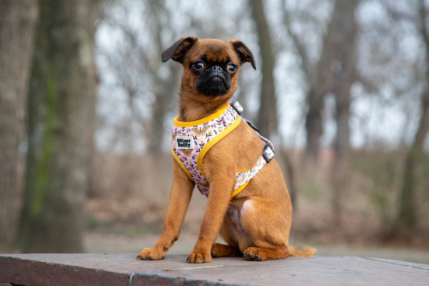 Brustgeschirr  "Wing It"