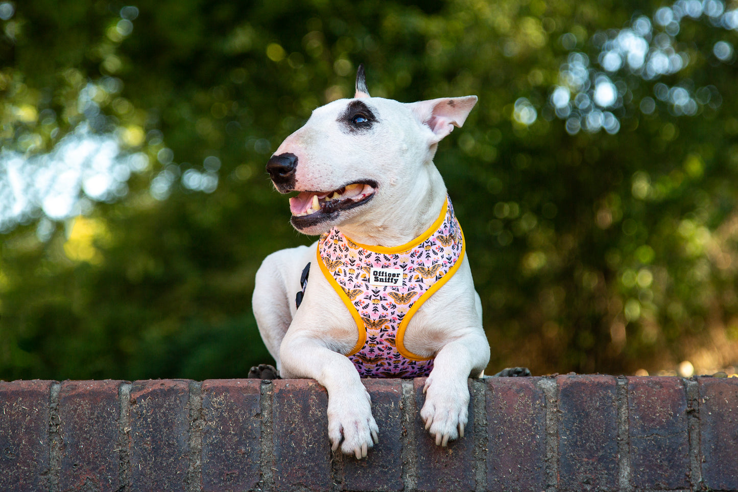 Brustgeschirr  "Wing It"