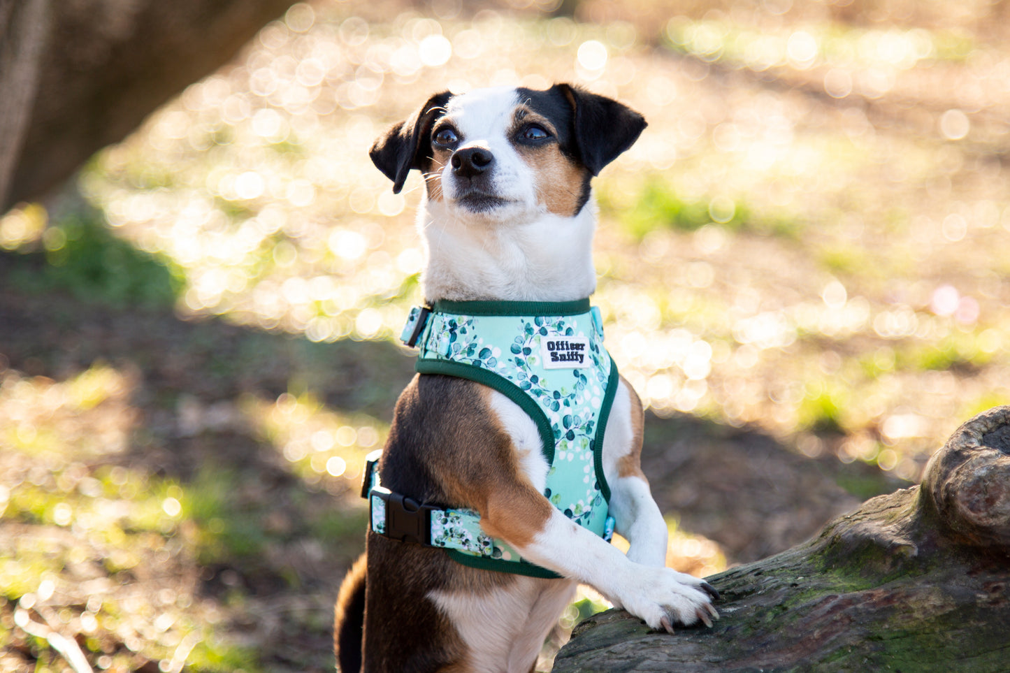 Brustgeschirr Eukalyptus