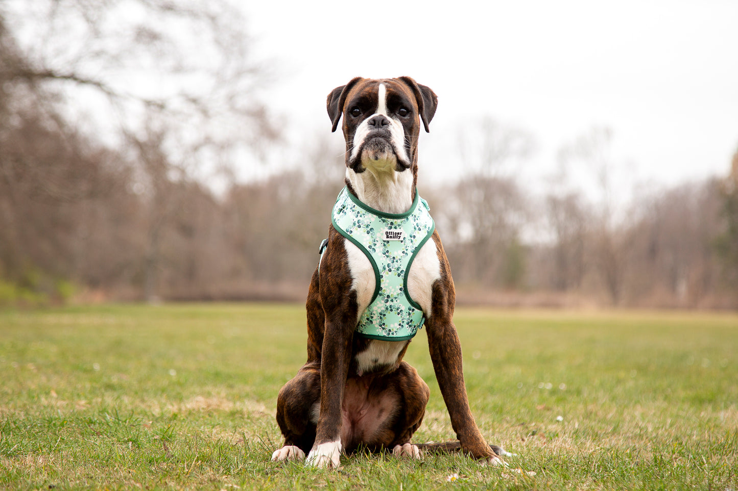 Brustgeschirr Eukalyptus