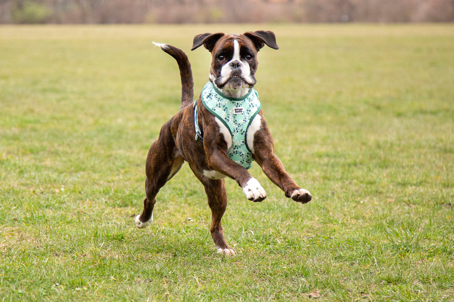 Brustgeschirr Eukalyptus