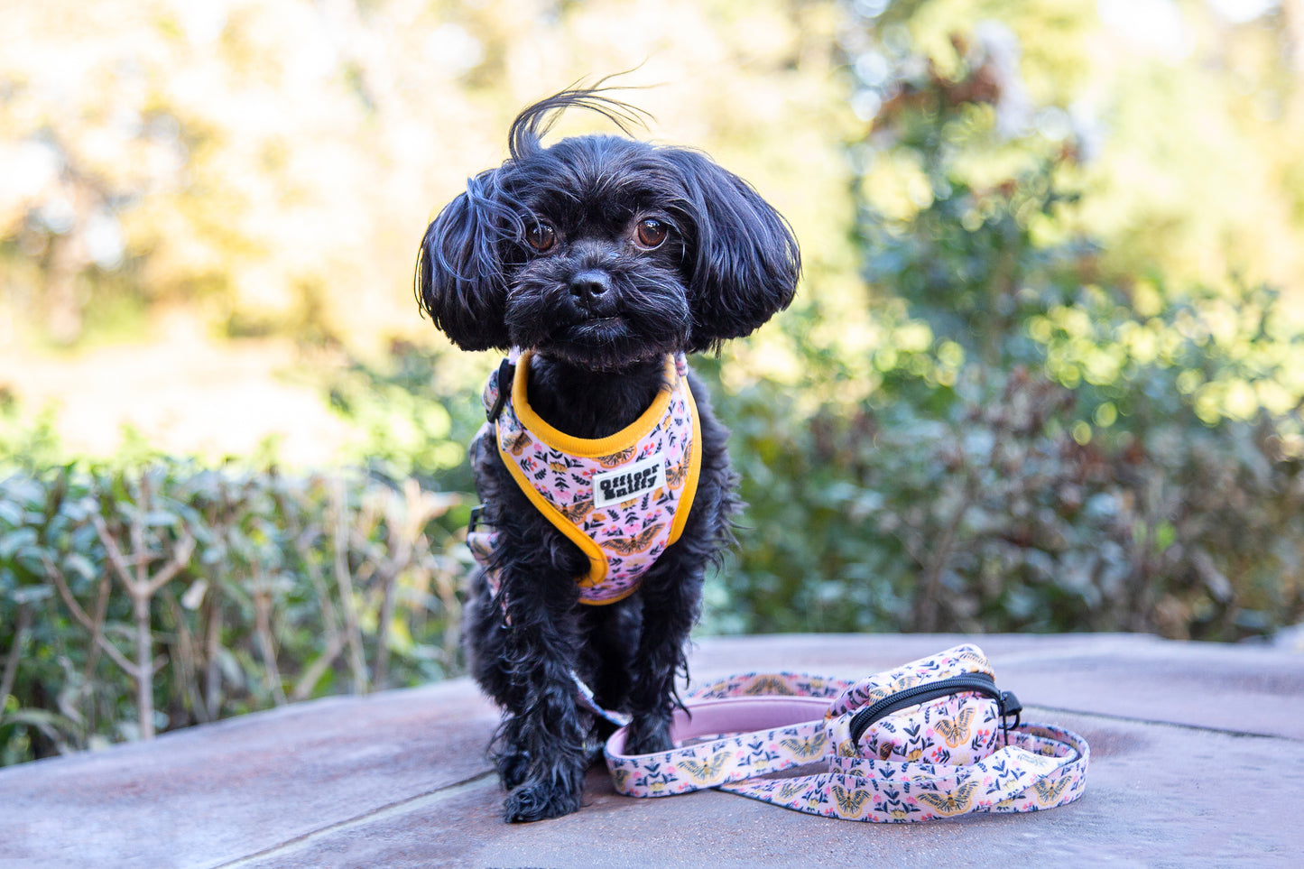 Brustgeschirr  "Wing It"