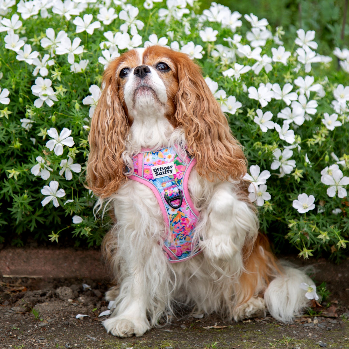 Hundegeschirr Blumen rosa Brustgeschirr mit Griff