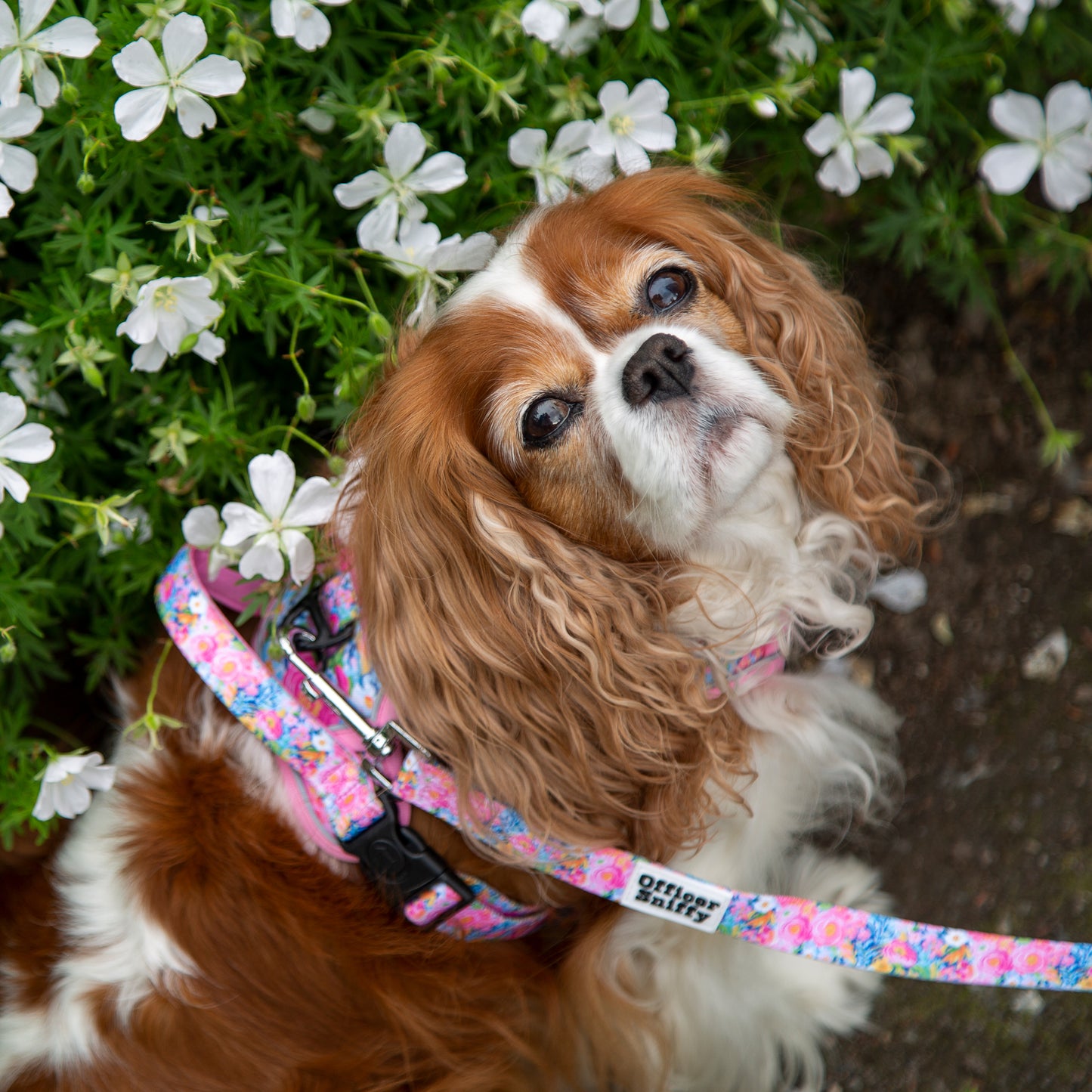 Leine Blumen rosa, verstellbar oder fest
