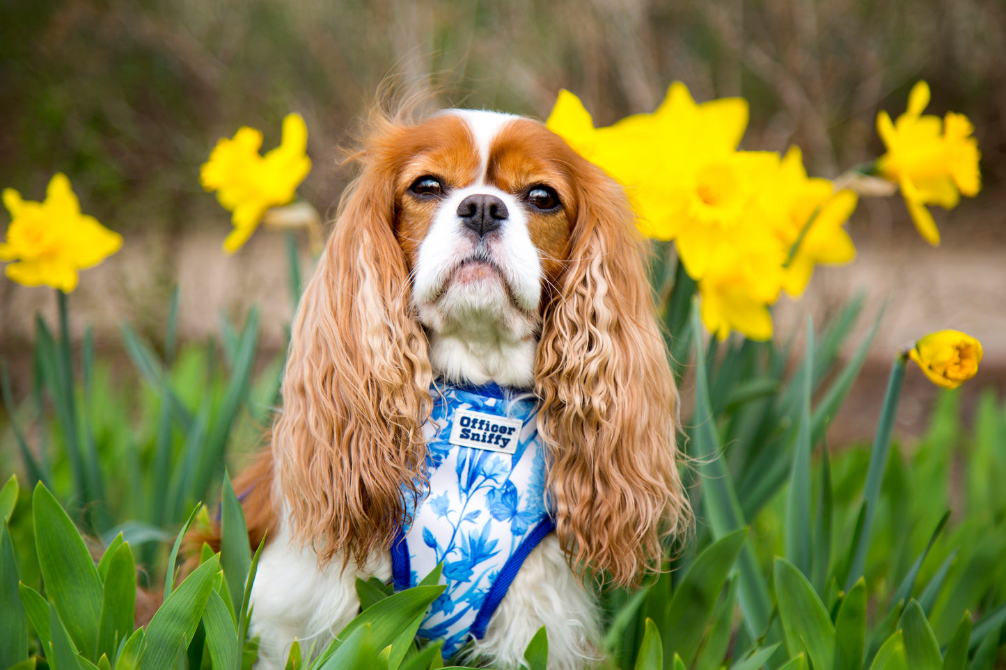 Brustgeschirr "Porzellan"