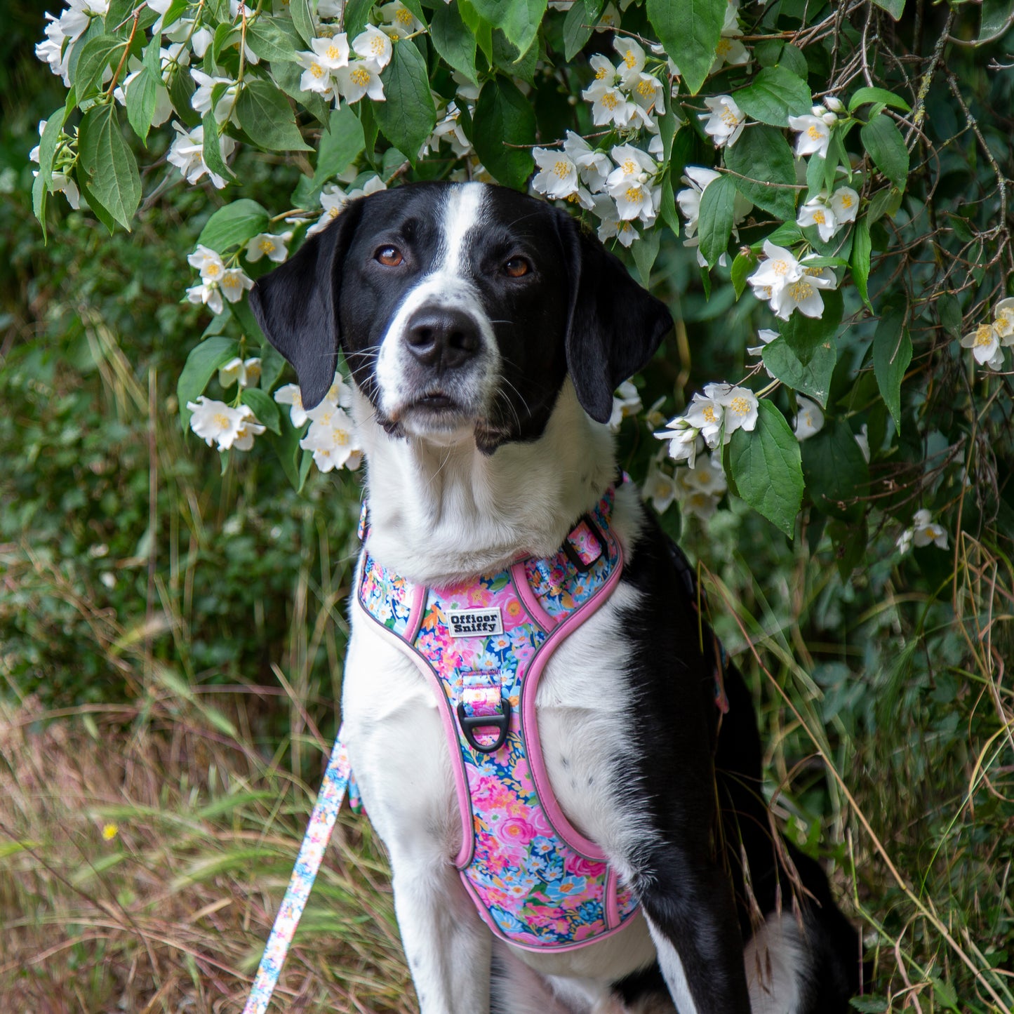 Hundegeschirr Blumen rosa Brustgeschirr mit Griff