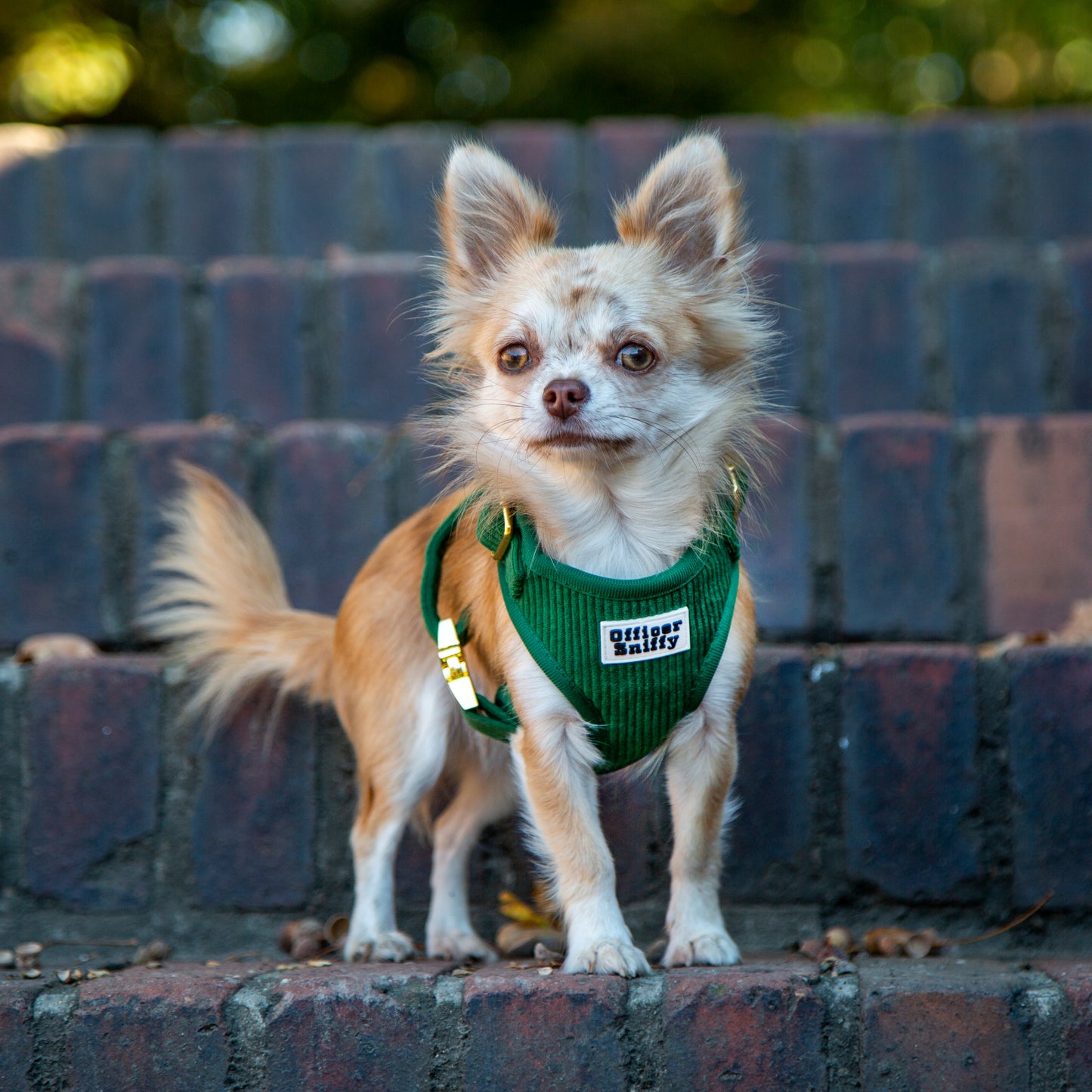 Brustgeschirr Cord grün