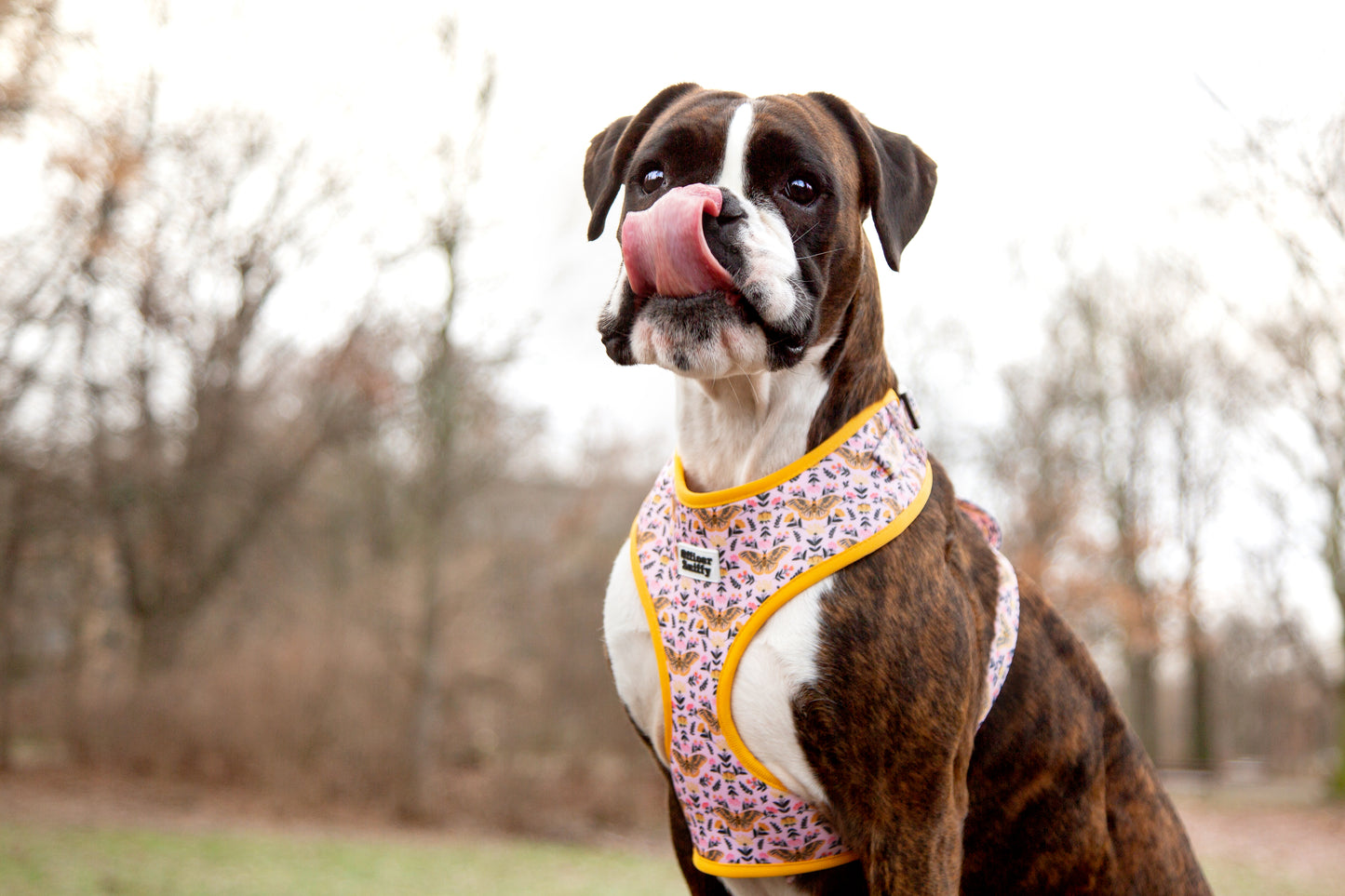 Brustgeschirr  "Wing It"