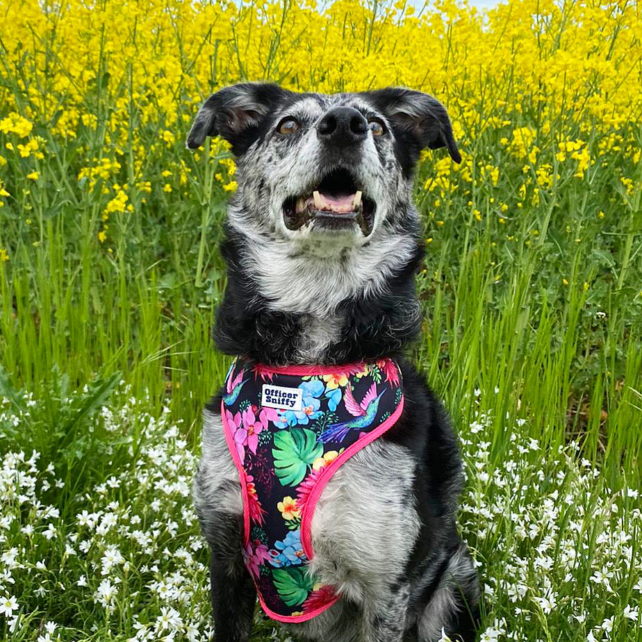 Brustgeschirr "Humming Jungle"