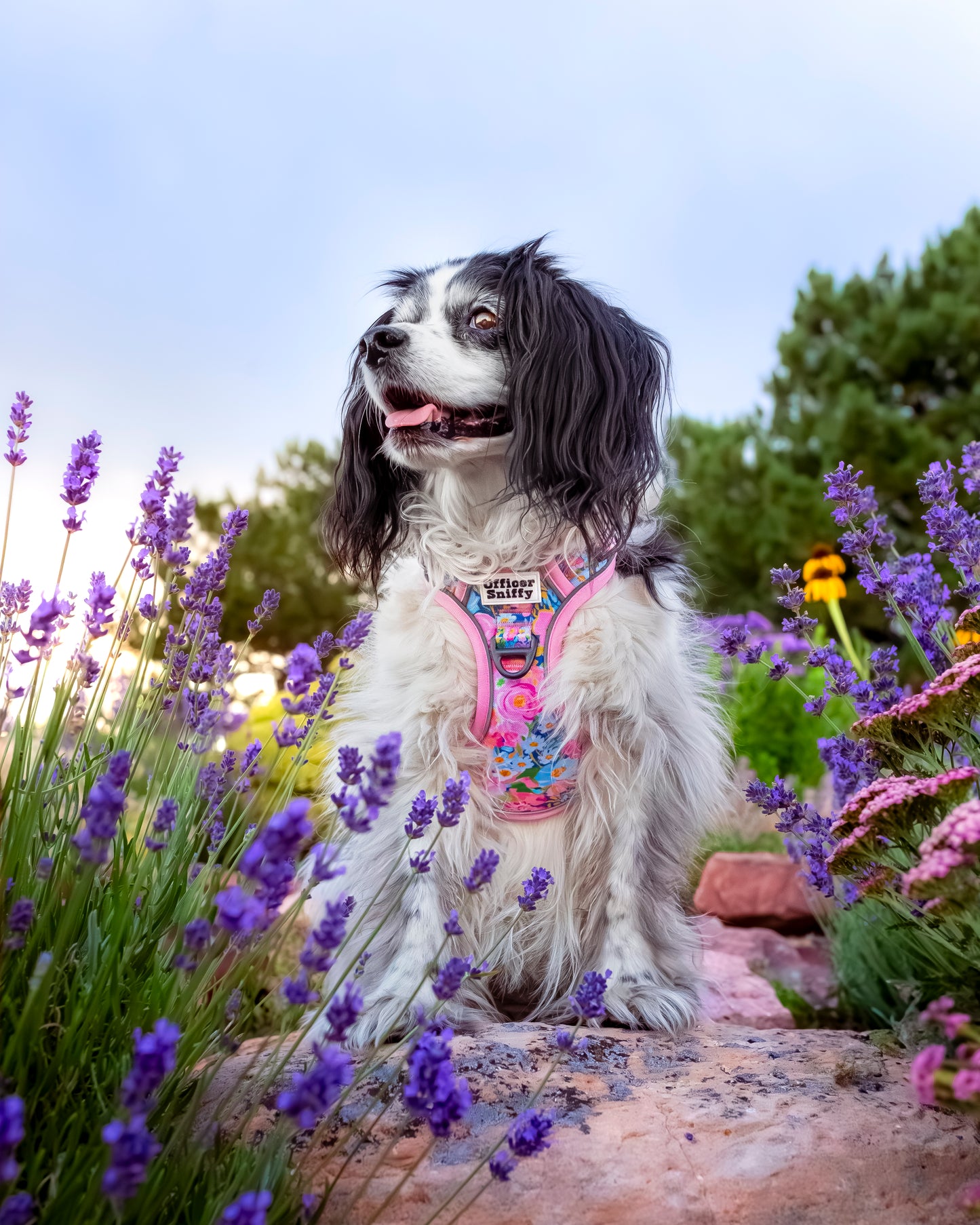 Hundegeschirr Blumen rosa Brustgeschirr mit Griff