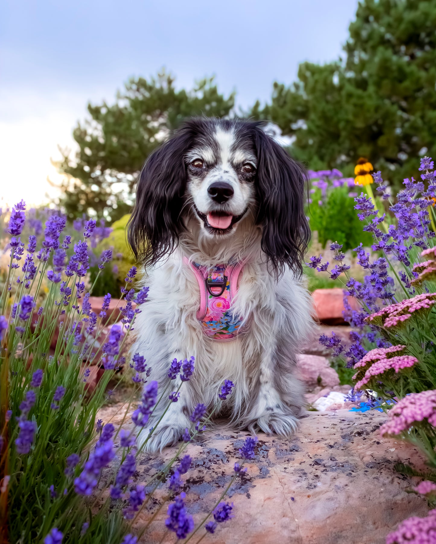 Hundegeschirr Blumen rosa Brustgeschirr mit Griff