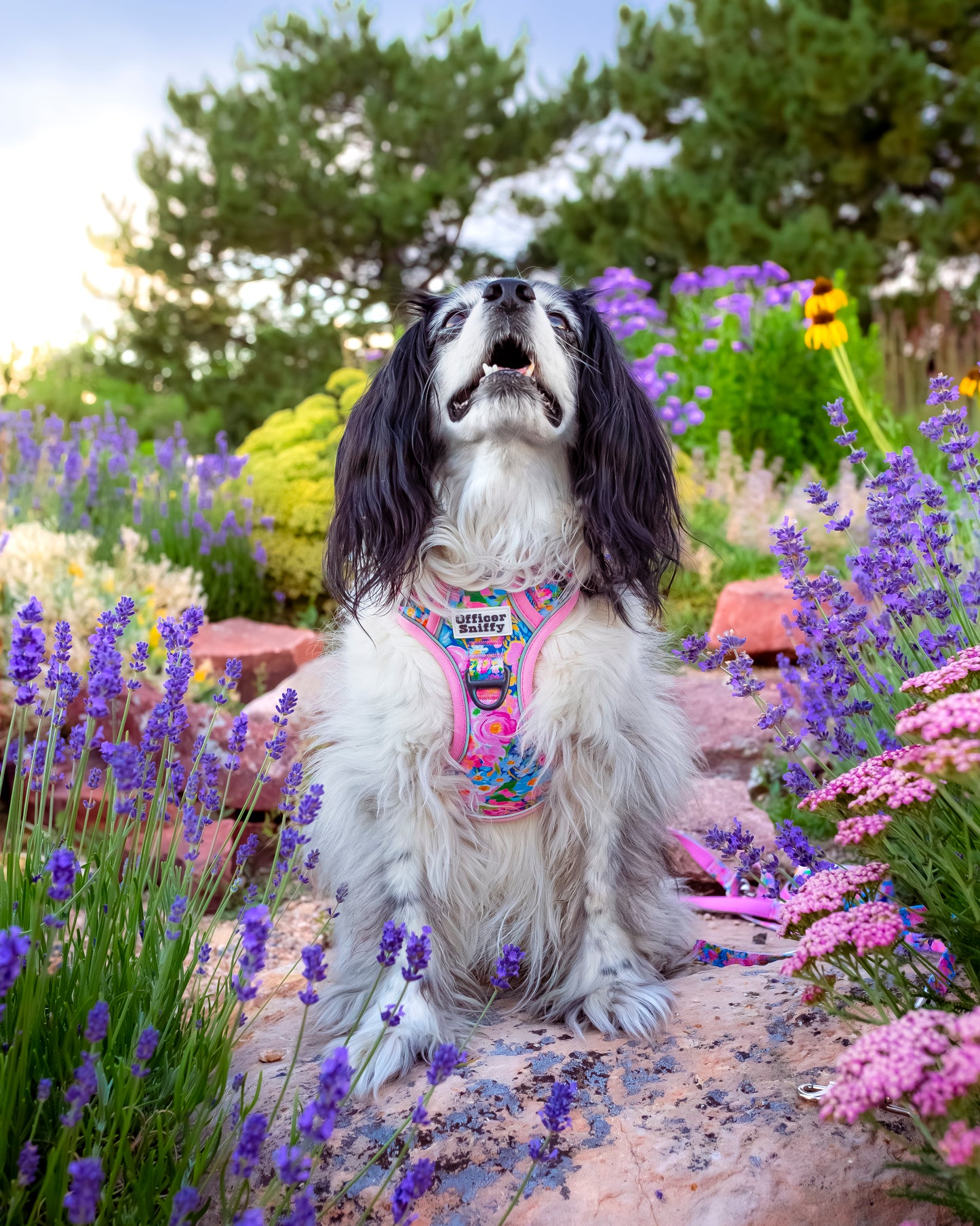 Hundegeschirr Blumen rosa Brustgeschirr mit Griff