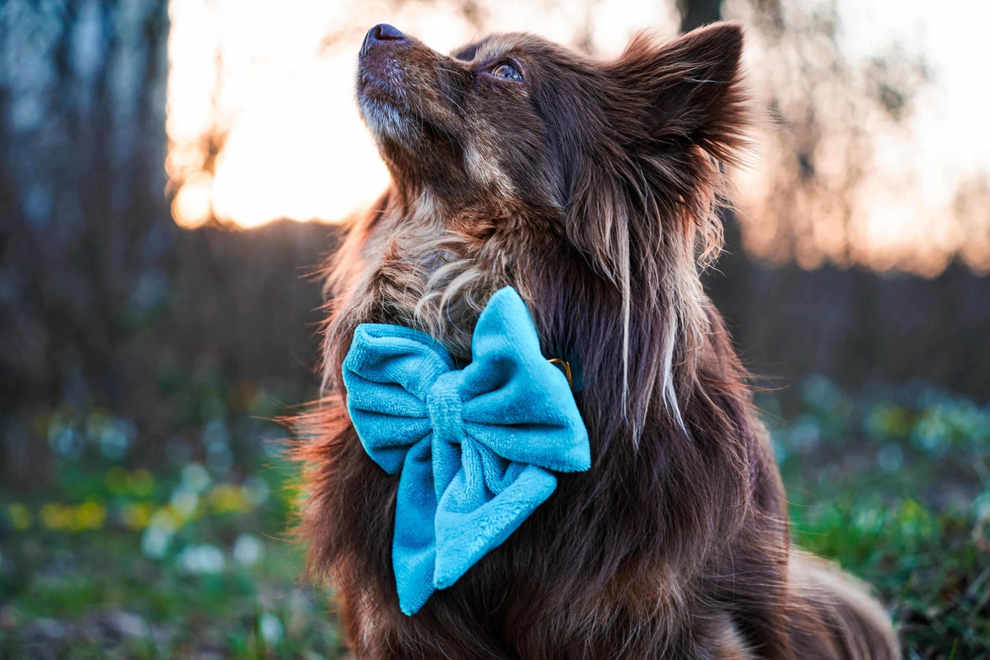 Hundeschleife Samt türkis