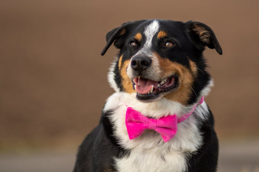 Hundeschleife Samt pink