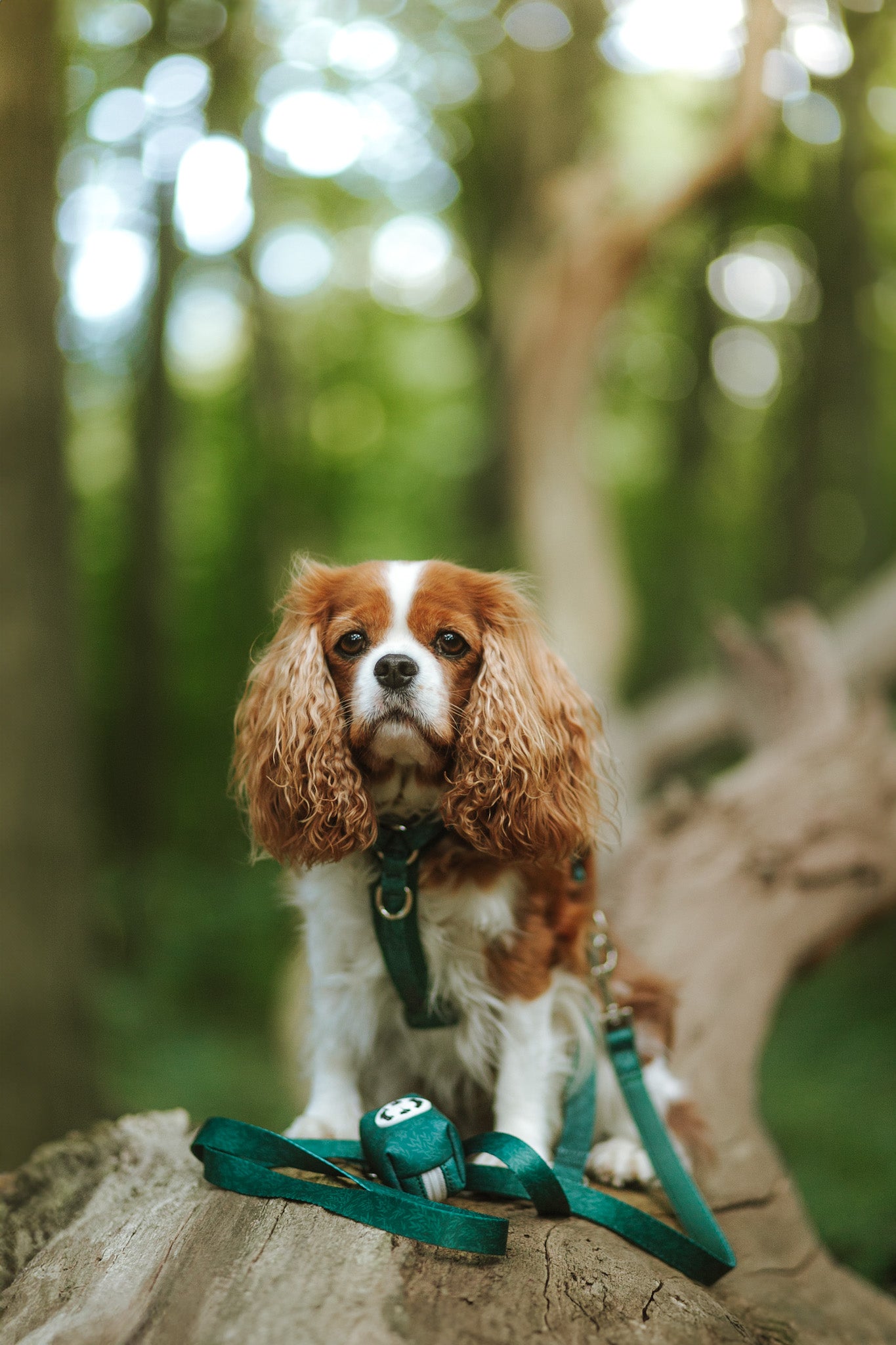 Leine grün Blätter fest oder verstellbar