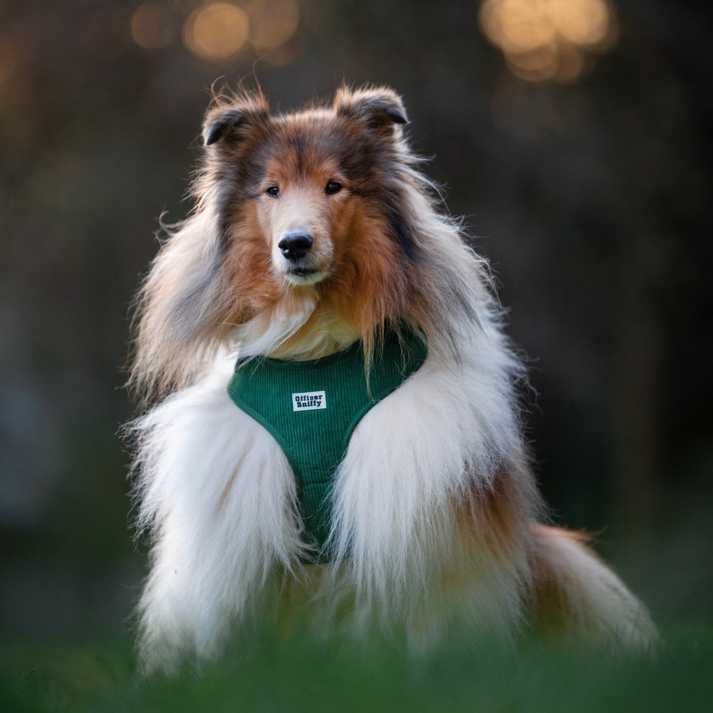 Brustgeschirr Cord grün