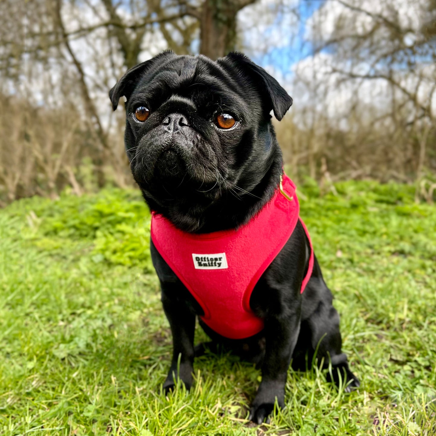 Brustgeschirr Samt rot