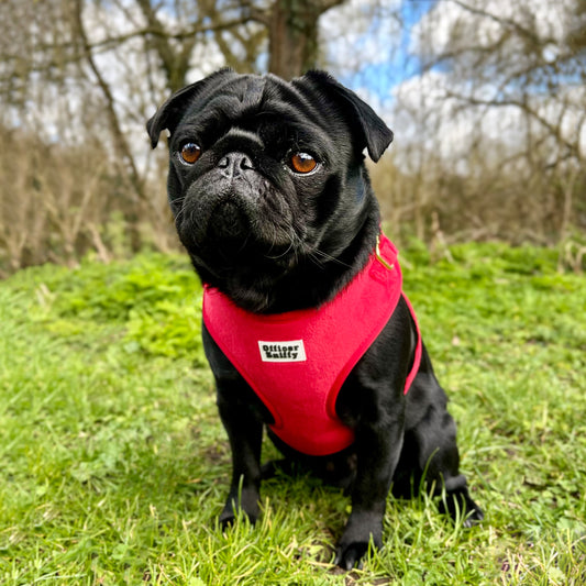 Hundebrustgeschirr Samt rot
