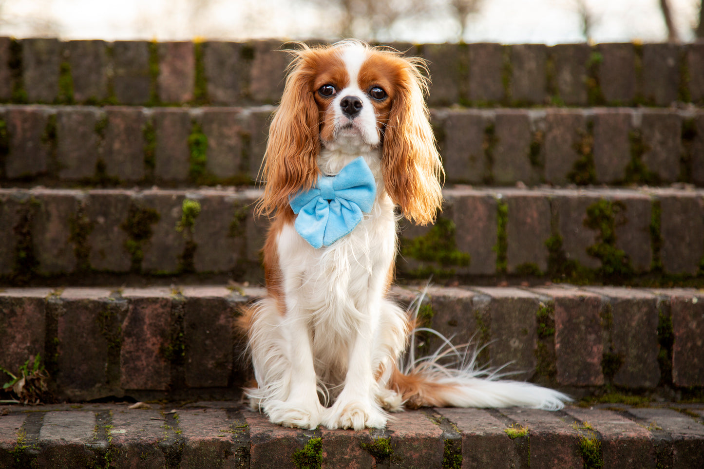 Halsband Samt hellblau