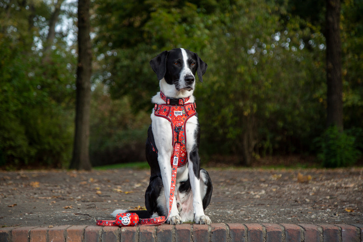 Hundegeschirr geometrisches Ethno Muster rot orange türkis