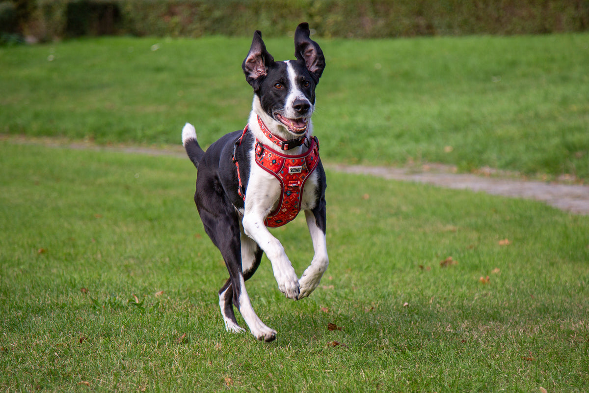 Hundehalsband rot orange geometrisches Muster gepolstert