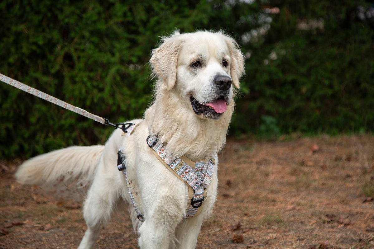 Y-Hundegeschirr / Brustgeschirr beige sand gemustert boho