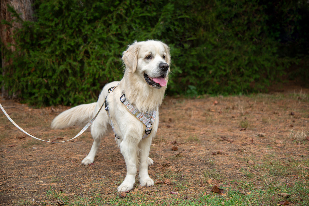 Y-Hundegeschirr / Brustgeschirr beige sand gemustert boho