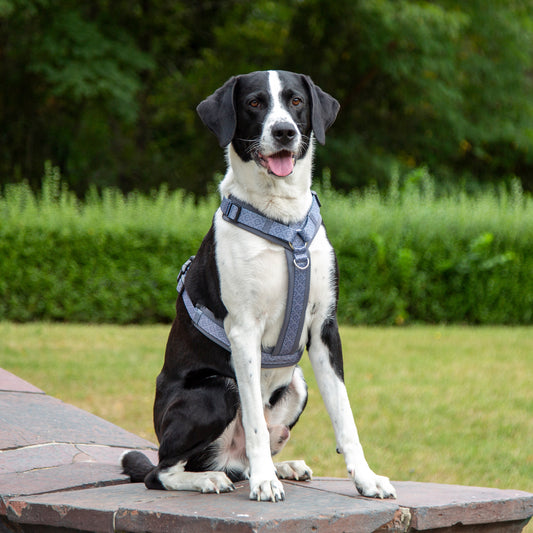 Y-Geschirr / Brustgeschirr grau gemustert