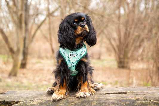 Hundebrustgeschirr grün Eukalyptus