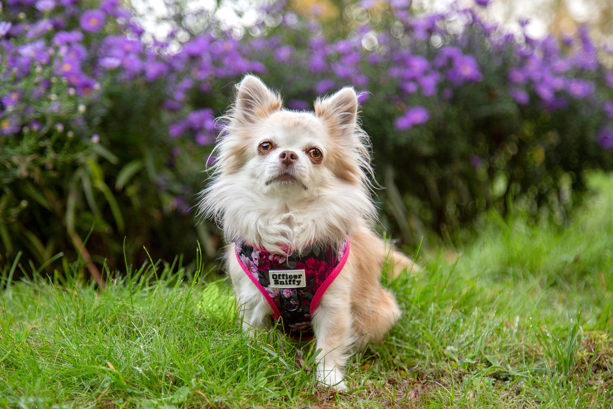 Hundebrustgeschirr Blumen lila pink schwarz