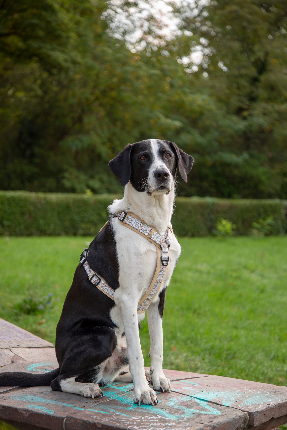 Y-Hundegeschirr / Brustgeschirr beige sand gemustert boho